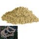 Trametes versicolor