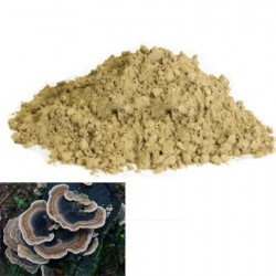 Coriolus versicolor (outkovka pestrá)